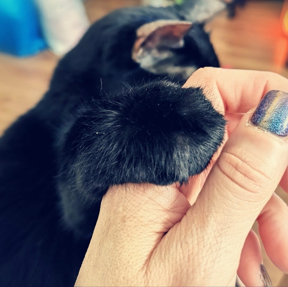 Meet your Posher, Allison - Picture 1 of 1